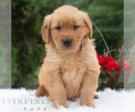 Small #4 Golden Retriever