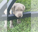 Small #3 Labrador Retriever