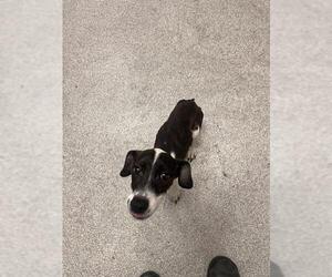 Dachshund-Unknown Mix Dogs for adoption in Alameda, CA, USA