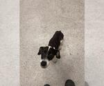Small Dachshund Mix