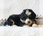 Small Photo #4 Bernedoodle-Poodle (Miniature) Mix Puppy For Sale in NARVON, PA, USA