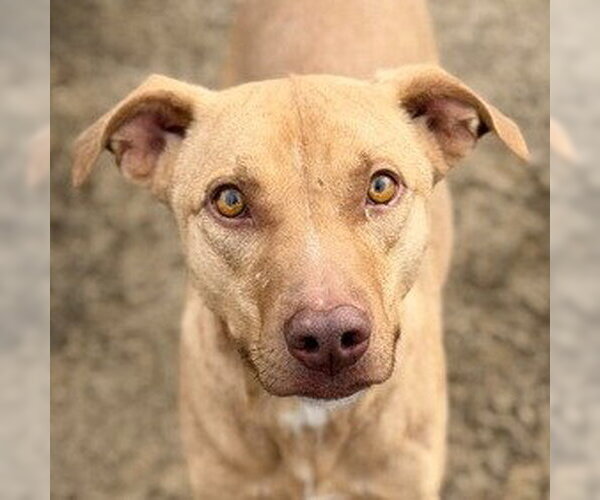 Medium Photo #1 Unknown-Vizsla Mix Puppy For Sale in Canton, CT, USA