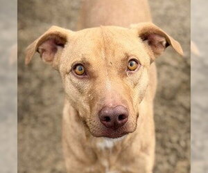Unknown-Vizsla Mix Dogs for adoption in Canton, CT, USA