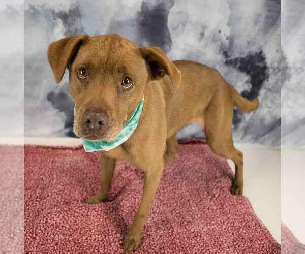 Medium Photo #3 Labrador Retriever-Unknown Mix Puppy For Sale in Kennesaw, GA, USA