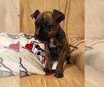 Small Photo #4 American Pit Bull Terrier-Olde English Bulldogge Mix Puppy For Sale in EUNICE, LA, USA