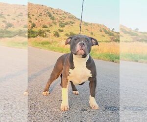 American Bully Puppy for sale in ALTUS, OK, USA