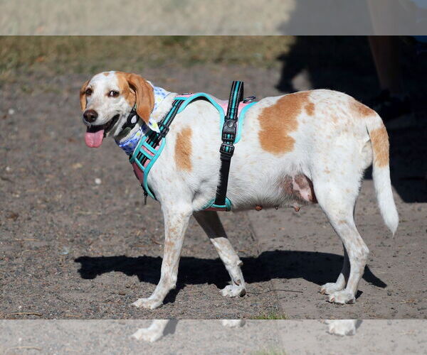 Medium Photo #6 Treeing Walker Coonhound Puppy For Sale in Tampa, FL, USA