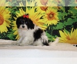 Bubbles - Female Goldendoodle (Miniature) Puppy for Sale - Photo #11