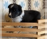 Small #3 Shetland Sheepdog