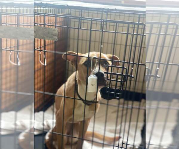 Medium Photo #2 Mutt Puppy For Sale in Lewistown, PA, USA