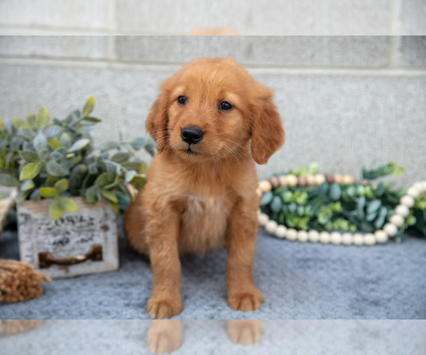 Medium Photo #1 Golden Retriever Puppy For Sale in WOLCOTTVILLE, IN, USA