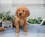 Puppy Dina Golden Retriever