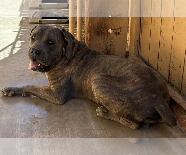 Medium Photo #2 Mutt Puppy For Sale in Apple Valley, CA, USA