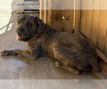 Small #1 Mutt