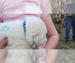 Small Photo #2 Great Pyrenees Puppy For Sale in AGRA, OK, USA