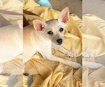 Small #2 Chihuahua Mix