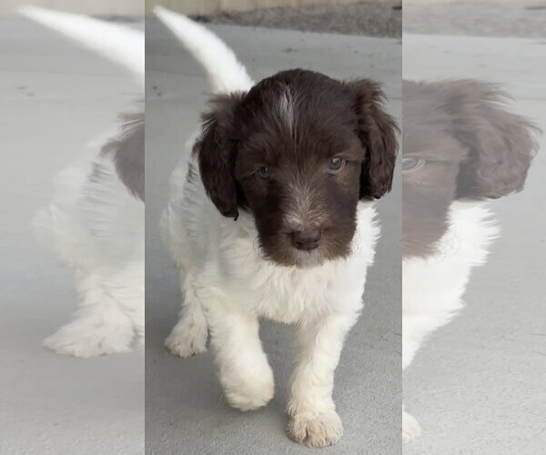 Medium Photo #3 Australian Shepherd-Unknown Mix Puppy For Sale in Sandy, UT, USA