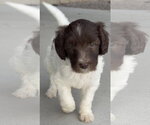 Small Photo #3 Australian Shepherd-Unknown Mix Puppy For Sale in Sandy, UT, USA