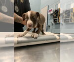 Small American Pit Bull Terrier Mix