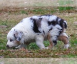 Small Photo #11 Miniature Australian Shepherd Puppy For Sale in SMITHVILLE, AR, USA