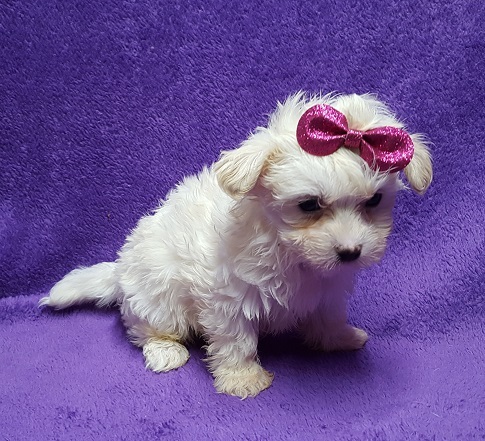Medium Photo #1 Coton de Tulear Puppy For Sale in BUFFALO, MO, USA