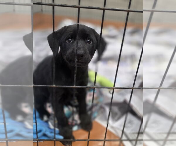 Medium Photo #2 Labrador Retriever-Unknown Mix Puppy For Sale in SHERBURNE, NY, USA