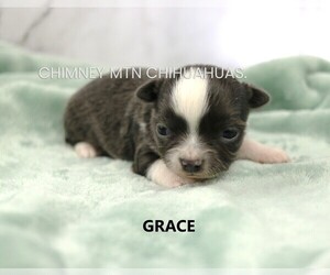 Chihuahua Puppy for sale in MUSKOGEE, OK, USA