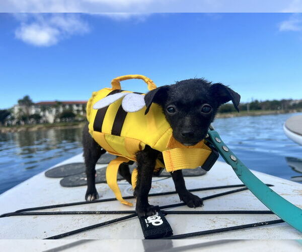 Medium Photo #1 Chihuahua-Unknown Mix Puppy For Sale in San Diego , CA, USA