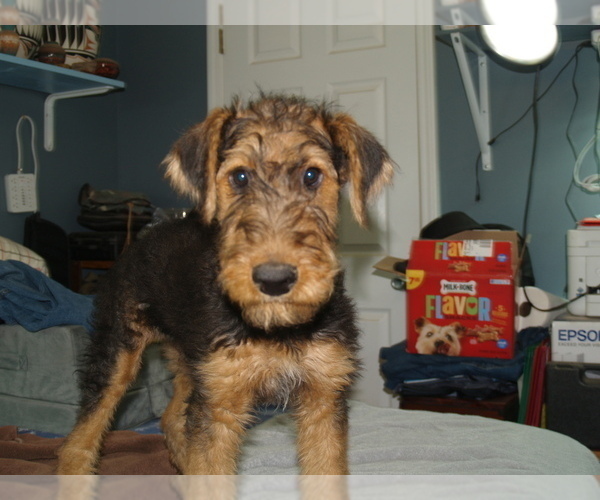 Medium Photo #28 Airedale Terrier Puppy For Sale in CHARLESTOWN, IN, USA