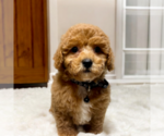 Small Photo #9 ShihPoo Puppy For Sale in DUNDEE, OH, USA
