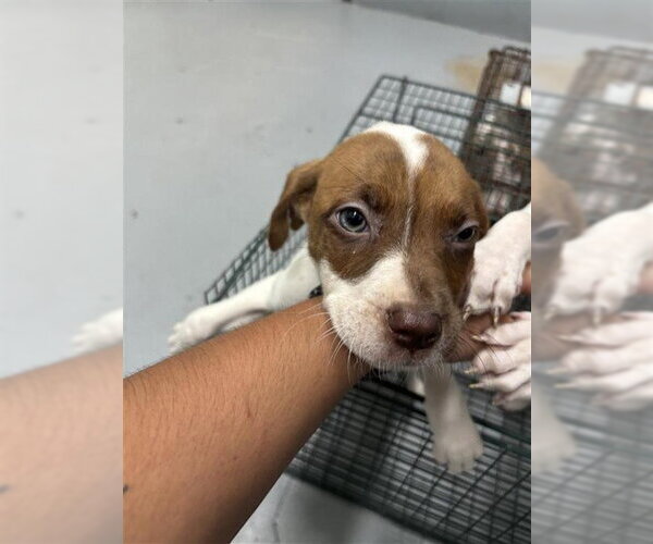 Medium Photo #1 American Pit Bull Terrier-Unknown Mix Puppy For Sale in Corpus Christi, TX, USA