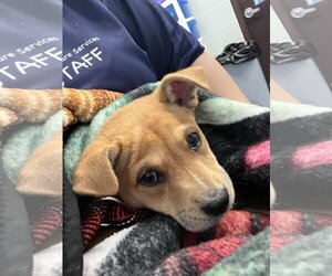 Labrador Retriever-Unknown Mix Dogs for adoption in Beatrice, NE, USA