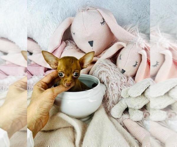 Medium Photo #18 Chihuahua Puppy For Sale in NEW YORK, NY, USA
