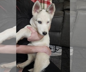 Siberian Husky Puppy for sale in PUEBLO, CO, USA