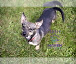 Small #1 Chiweenie