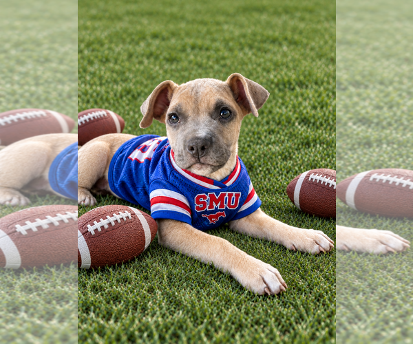 Medium Photo #1 Boxer-Unknown Mix Puppy For Sale in Euless, TX, USA