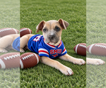 Brooks - Male Boxer-Unknown Mix Dog for Adoption - Small photo