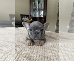 Small Photo #12 French Bulldog Puppy For Sale in HILTON, NY, USA