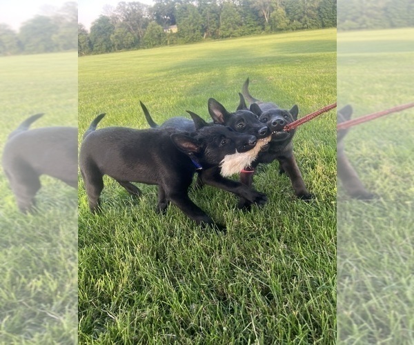 Medium Photo #1 Belgian Malinois Puppy For Sale in ROCHESTER, NY, USA