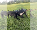 Small Photo #1 Belgian Malinois Puppy For Sale in ROCHESTER, NY, USA