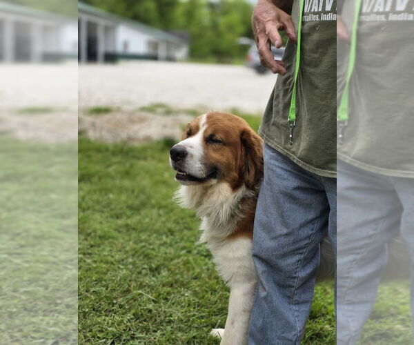 Medium Photo #6 Australian Shepherd-Saint Bernard Mix Puppy For Sale in Osgood, IN, USA
