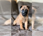 Small Photo #3 Belgian Malinois Puppy For Sale in DECATUR, AL, USA