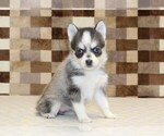 Small #3 Pomsky