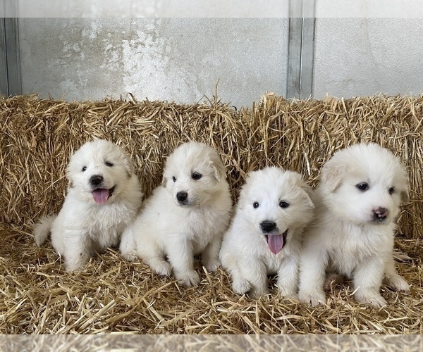 Medium Photo #4 Great Pyrenees Puppy For Sale in CO SPGS, CO, USA