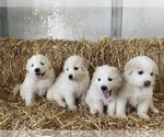 Small Photo #4 Great Pyrenees Puppy For Sale in CO SPGS, CO, USA