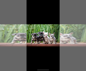 French Bulldog Litter for sale in OLYMPIA, WA, USA