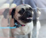 Small #3 Pug