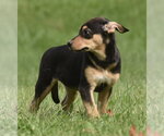 Small Photo #5 Australian Shepherd-Unknown Mix Puppy For Sale in Mechanicsburg, PA, USA