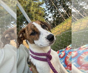 Collie-Jack Russell Terrier Mix Dogs for adoption in LANEVILLE, TX, USA