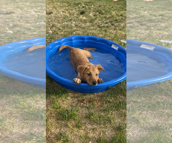 Medium Photo #4 Mutt Puppy For Sale in Sandy, UT, USA